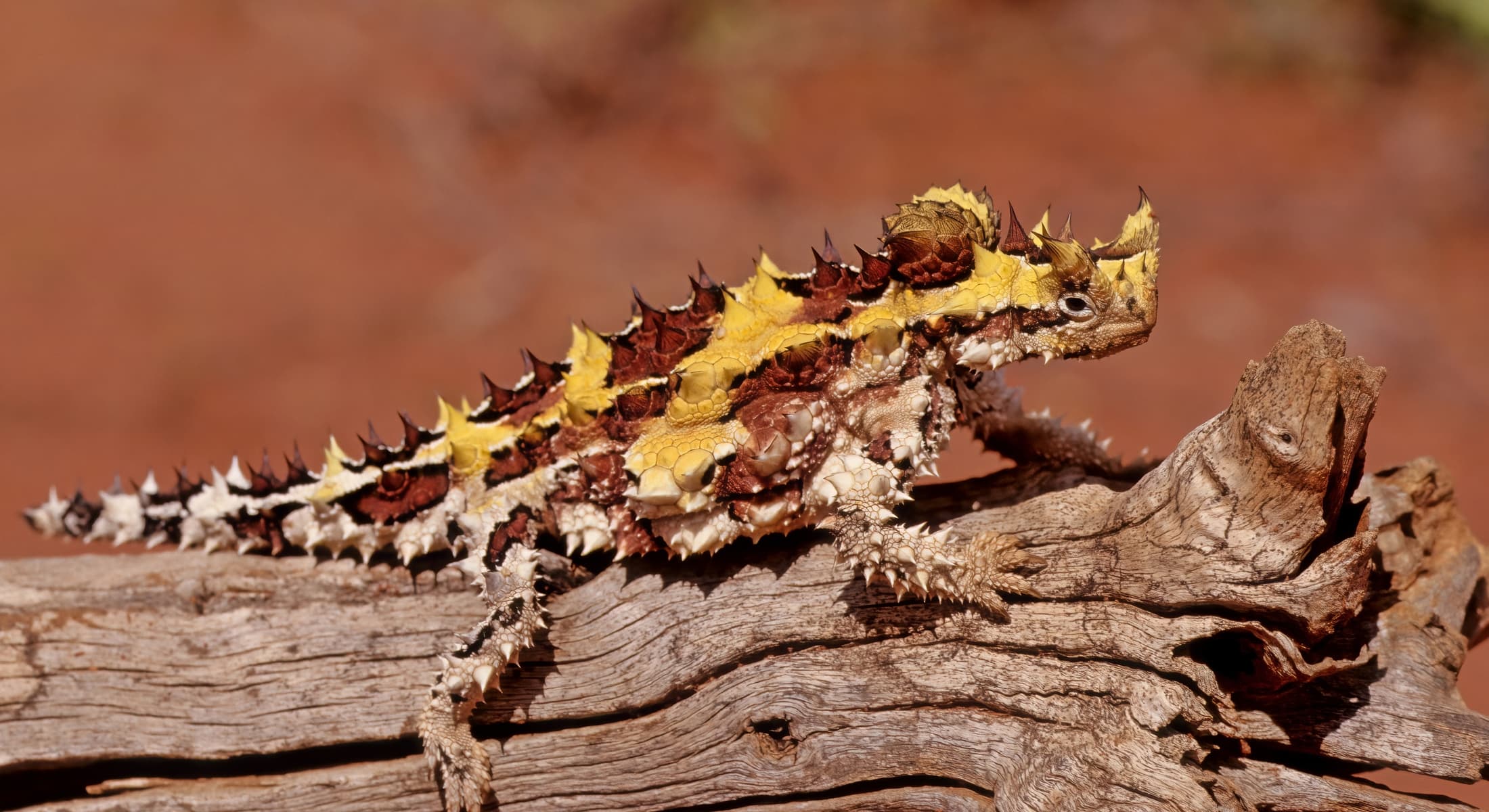 Thorny Devil Alice Springs Desert Park