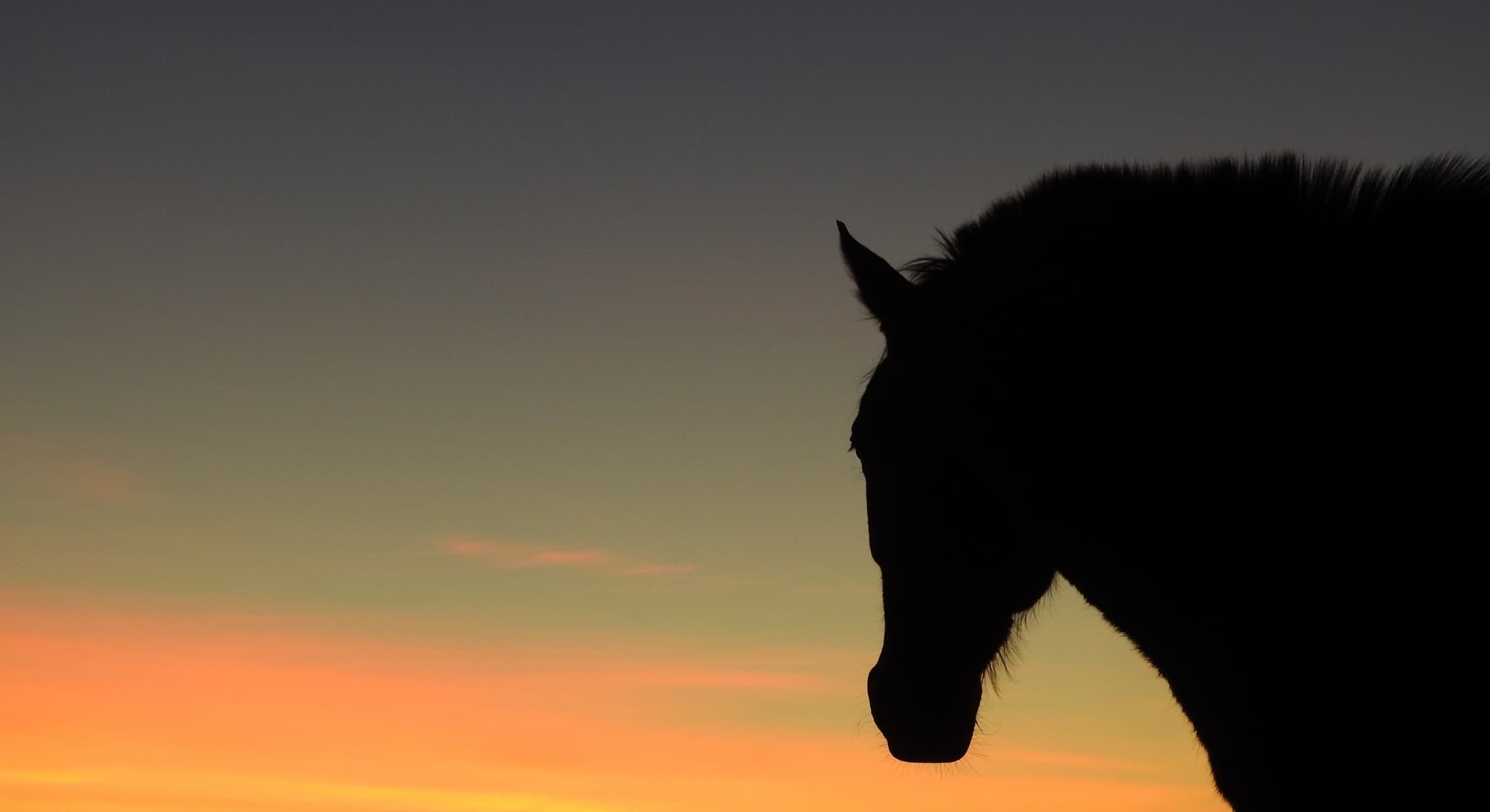 Horse at sunset on Ooraminna Homestead